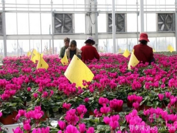 扬州高邮：每天发货30万株，花工厂绽放乡村振兴致富花