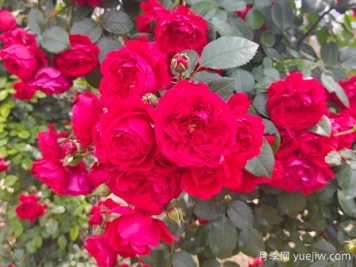 6款红色系的藤本月季品种，适合打造网红花墙