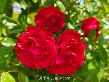 月季红木香爆花机器，花艳丽花量大花期长