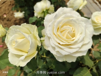 十一朵白玫瑰的花语和寓意