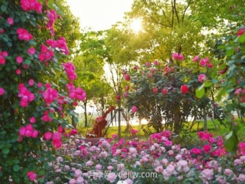 上海前滩休闲公园，月季花海盛景等你赏