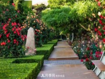 秦皇岛适合养月季花，市花和市树是什么
